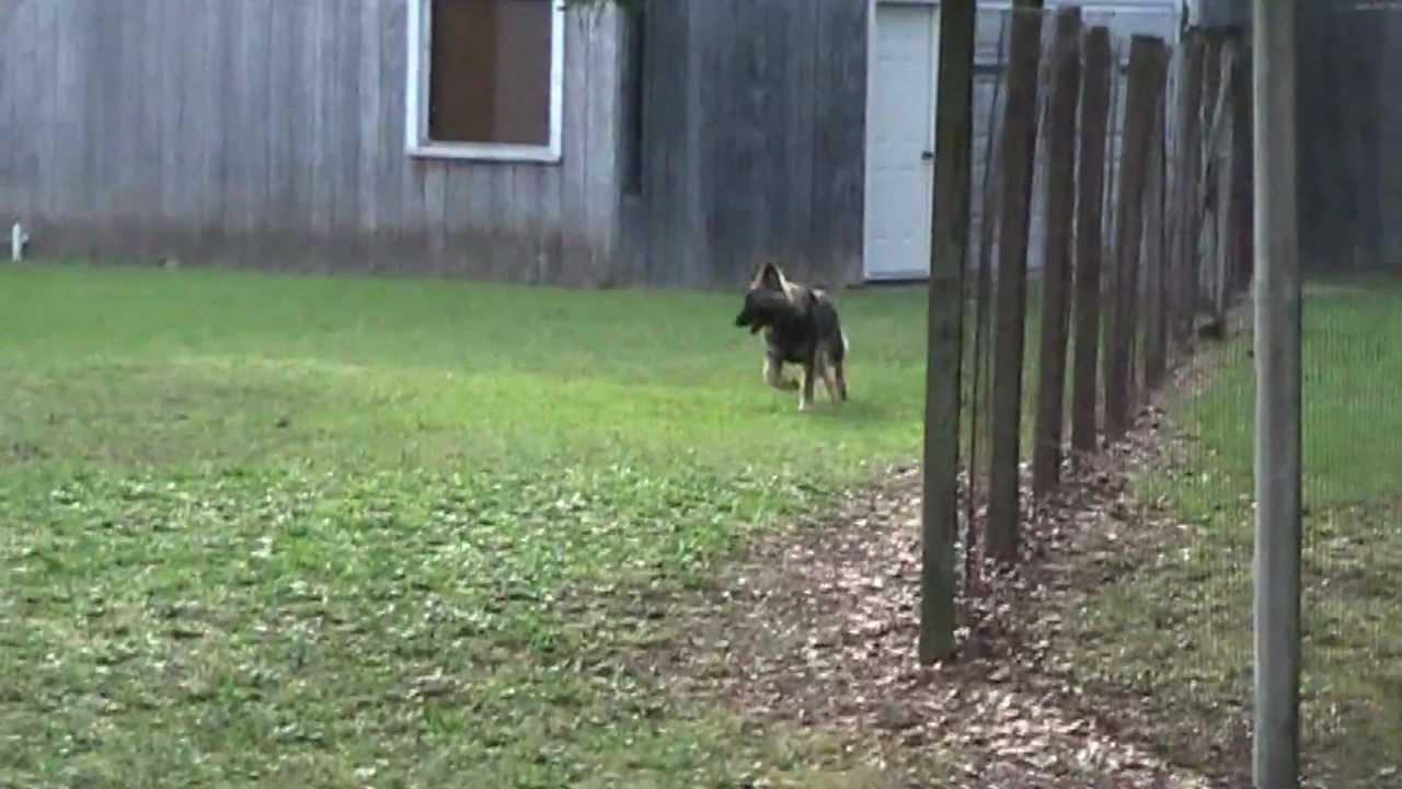 Our Shiloh Shepherd Maggie 5-7 months old