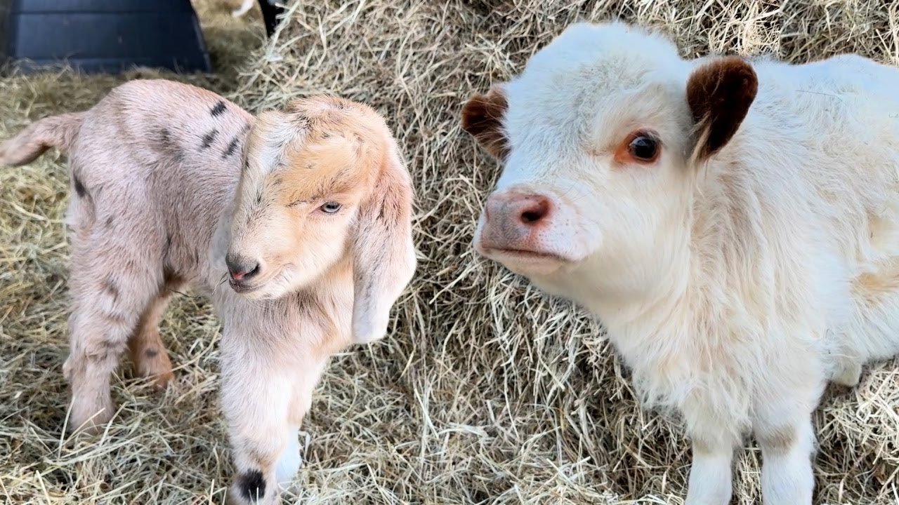 Maggie's New Friends are Here! Just in Time for a Huge Snowstorm!