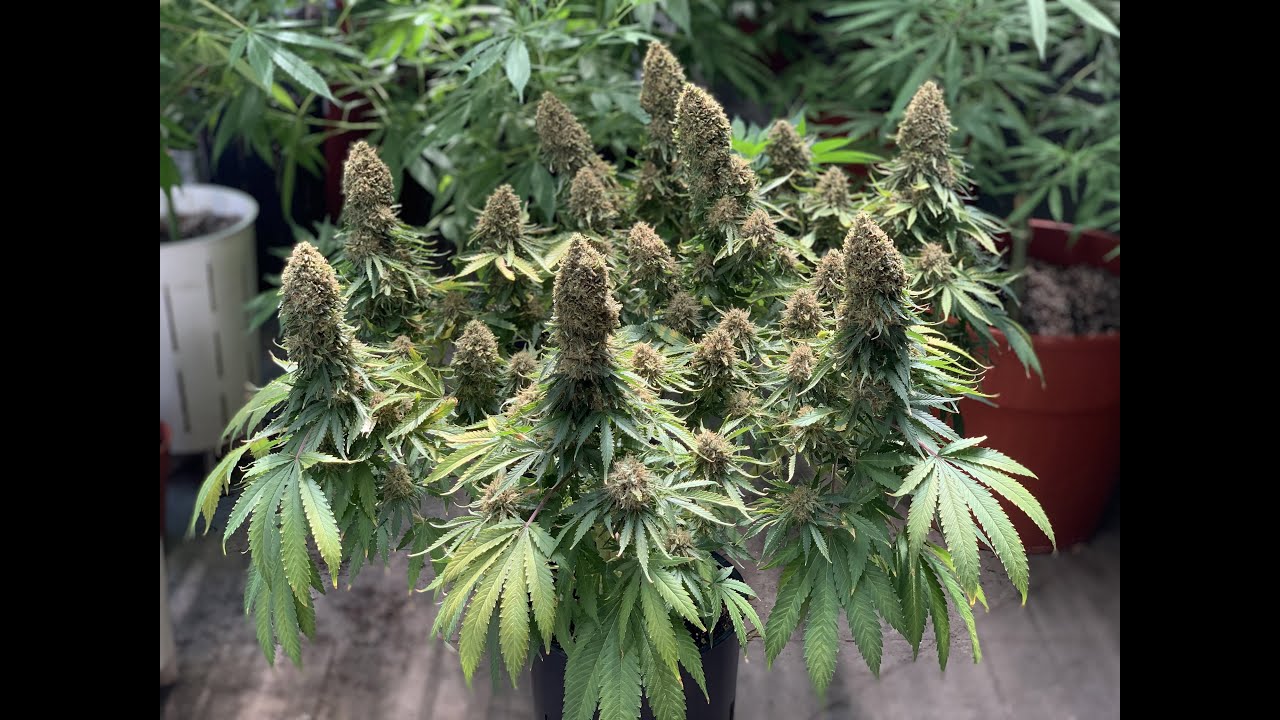 T&Eacute;CNICA DE C&Oacute;MO CULTIVAR MARIHUANA. MORPHEUS. BUDDHA SEEDS