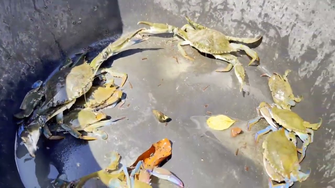 Esta fue una pesca super linda de jaivas 