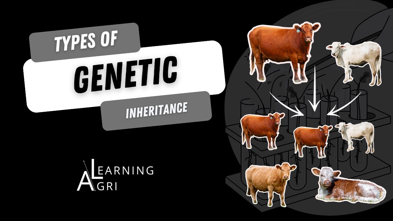 Understanding Genetic Inheritance: Complete Dominance vs. Its Opposites!