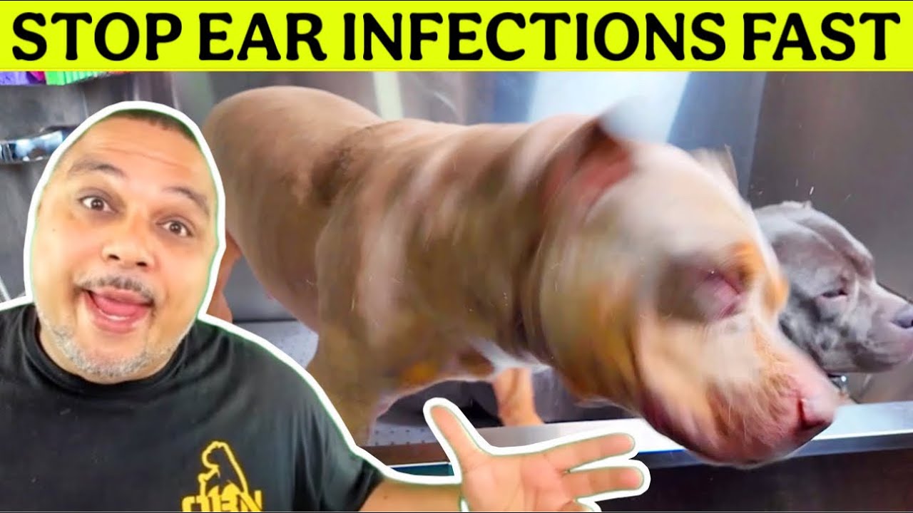 Dog Ear Infection Solved With Simple Effective Routine