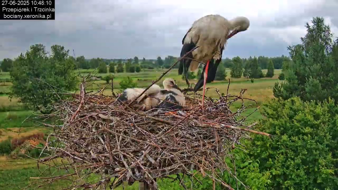⏳ Dzień w gnieździe bocianim w Trzcińcu - 27.06.2025