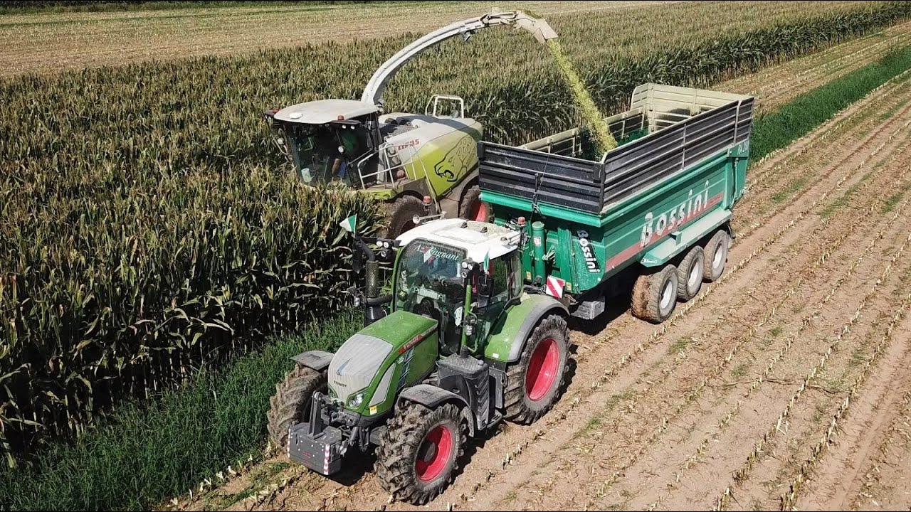 Claas Jaguar 960 | Trinciato mais 2023