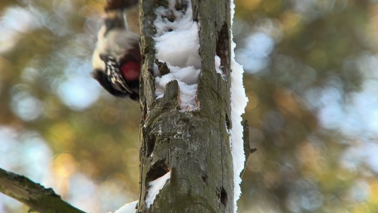 Птицы России. Бёрдвотчинг. Birdwatching. Дигископинг. Digiscoping. 