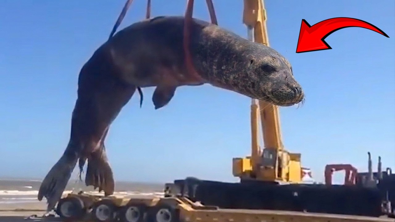 Most Gigantic Catches of All Time Caught on Camera!&rdquo;