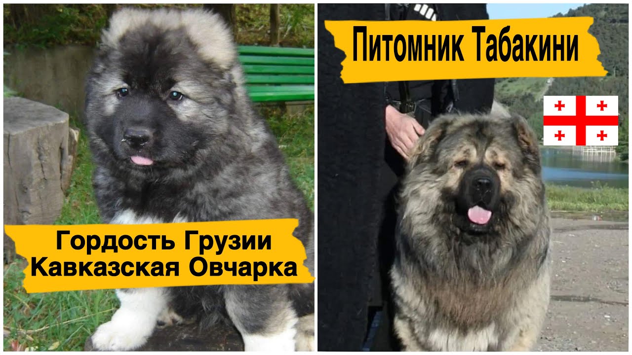 Грузия. Кавказская овчарка. Питомник Табакини.  Самые большие собаки.