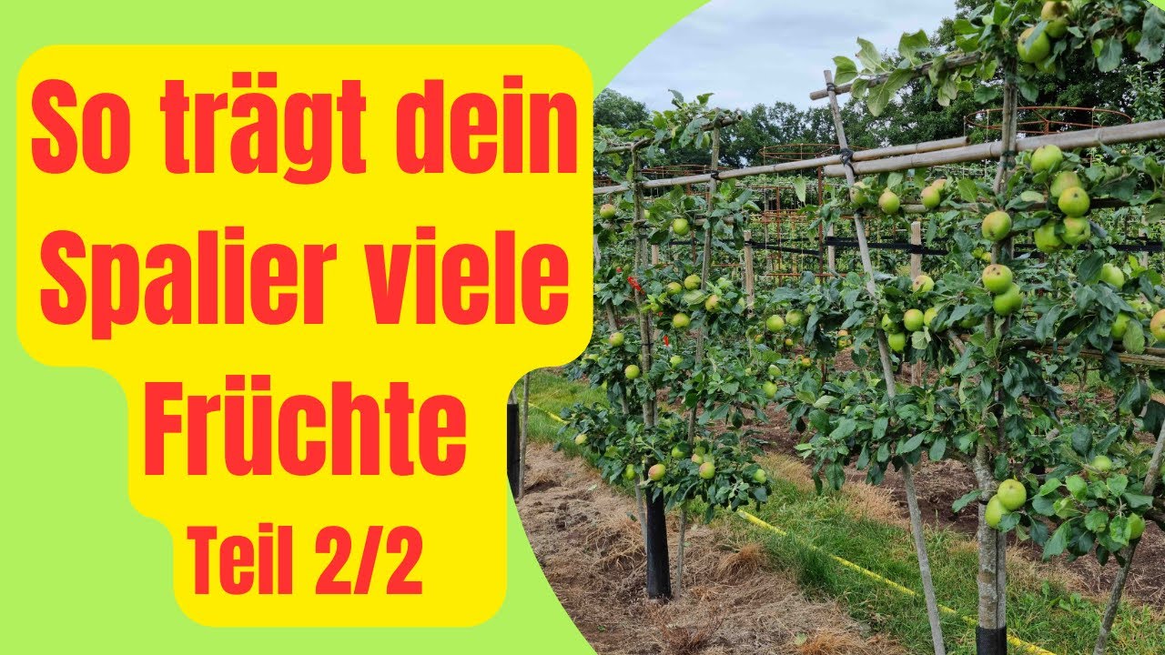 Spalierobst richtig schneiden Teil 2