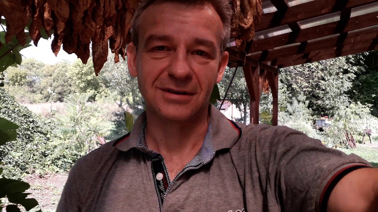 Подготовка к сушке табака.