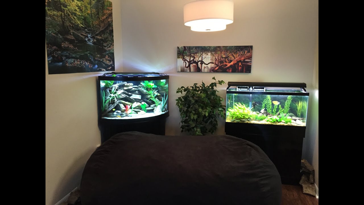 African Cichlid 55g Corner Tank Update... Got Fish?