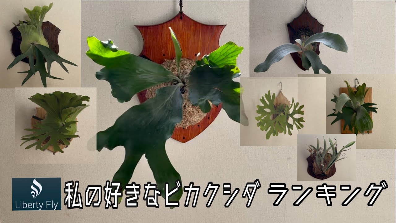 私の好きなビカクシダランキング