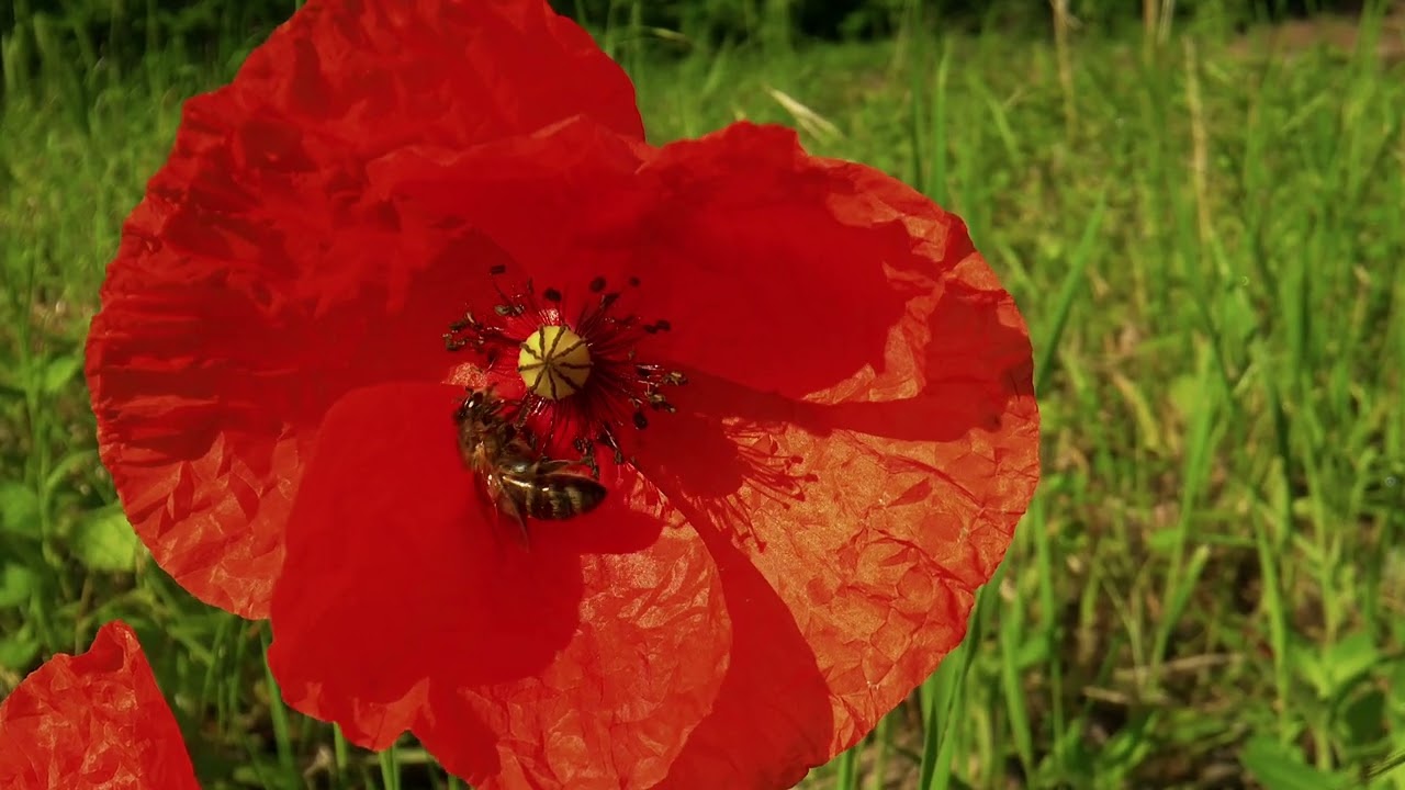 DOCUMENTARIO MARANO LAGUNARE 4 k ( sony a 6700 )