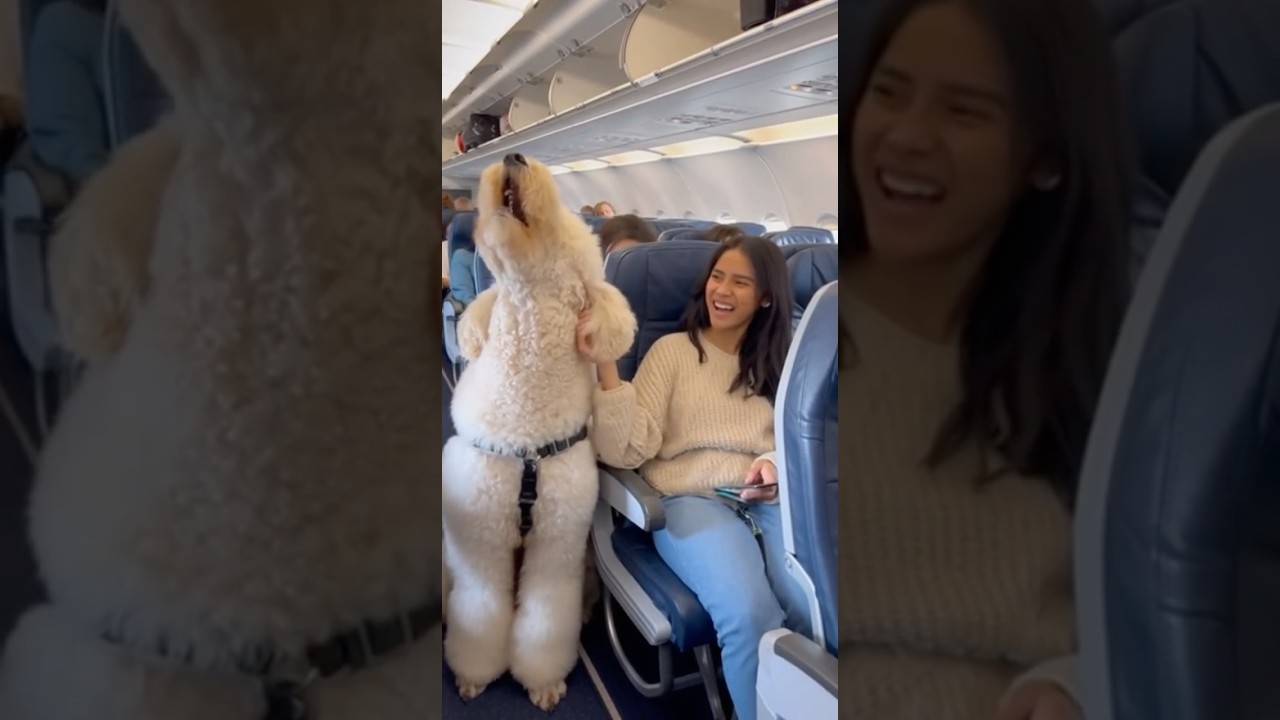 🐩Этот пудель устроил свой собственный концерт в самолёте 🐩🎤 #поющиесобаки #вирусноевидео #смешные...