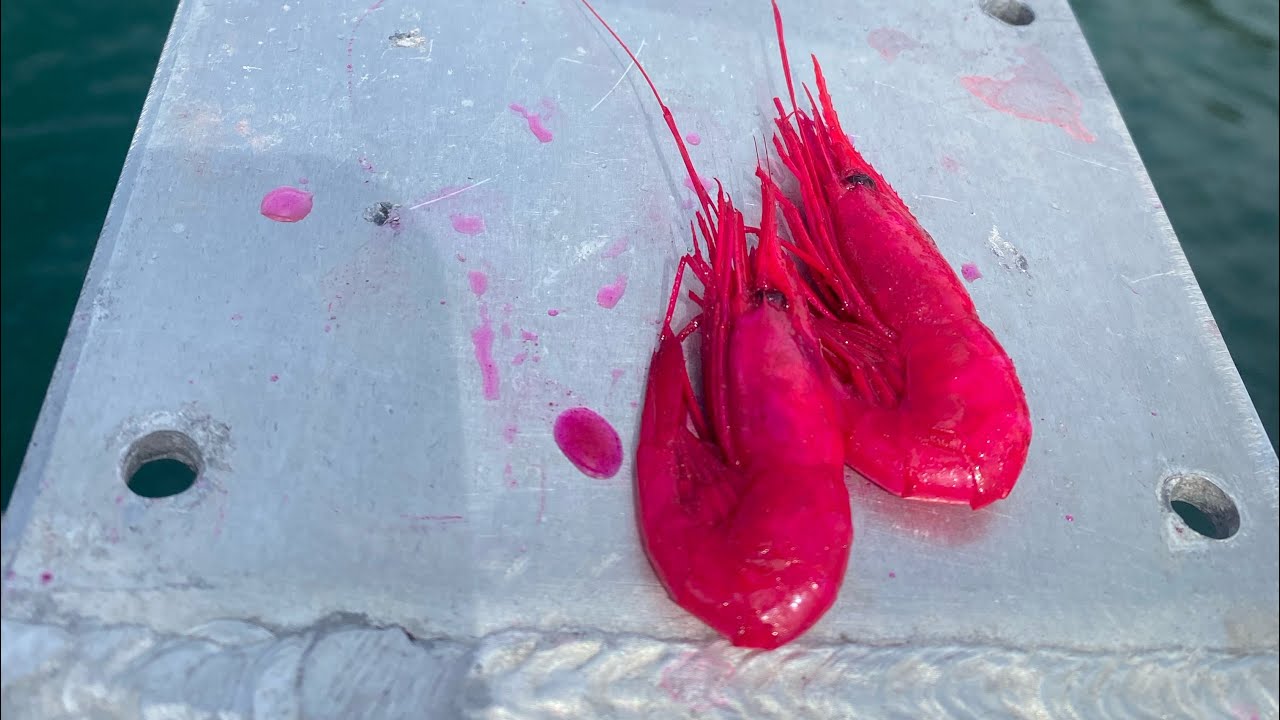 My 🔥🔥 recipe for Curing some of the best Coon Shrimp for Steelhead & Salmon! Part 1!