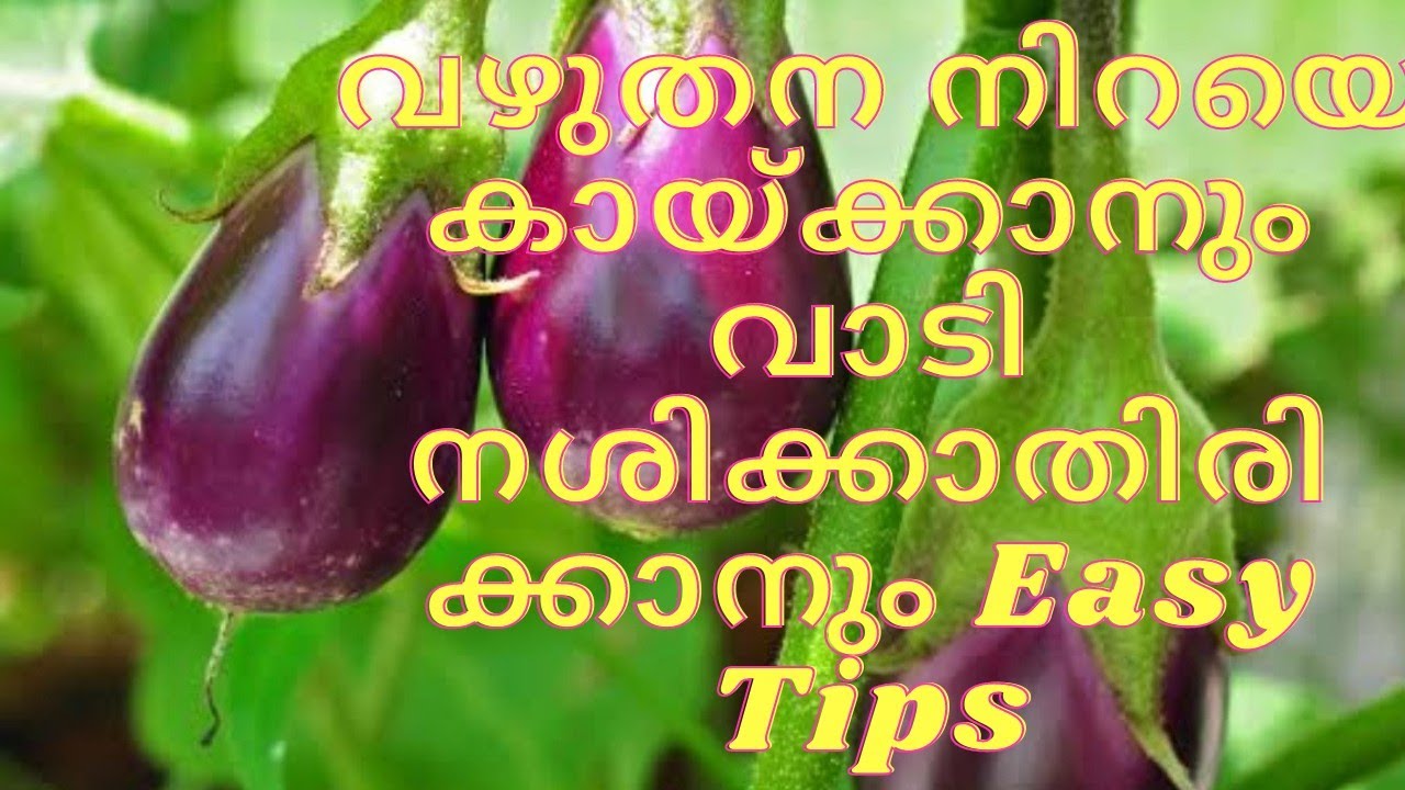വഴുതന നിറയെ കായ്ക്കാനും വാടി നശിക്കാതിരിക്കാനും Easy Tips | Eggplant Easy Tips for heavy yield