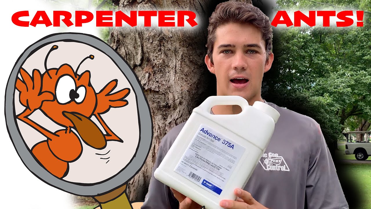 What is Causing Sawdust around my Home? - ID and Treatment