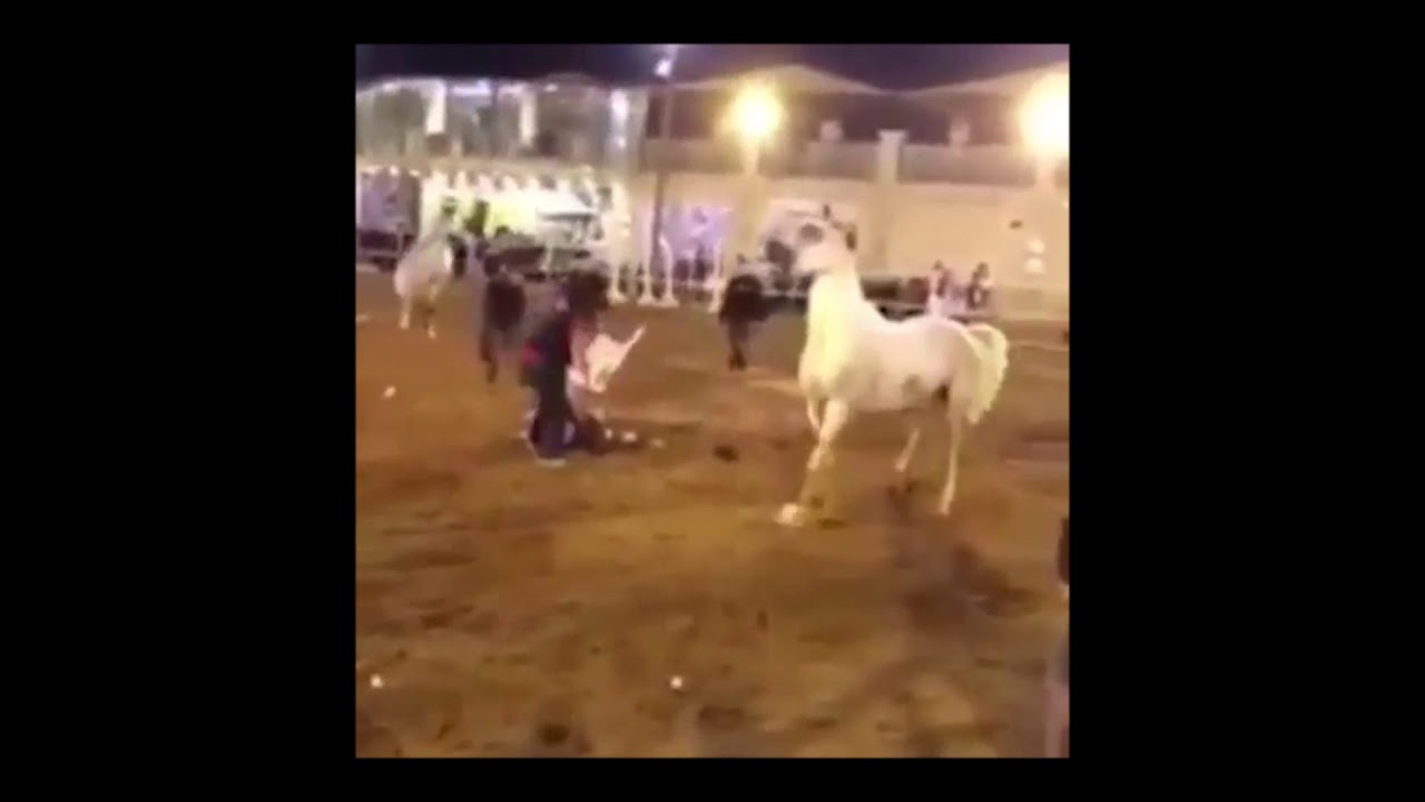 le cheval le plus agressif 2019