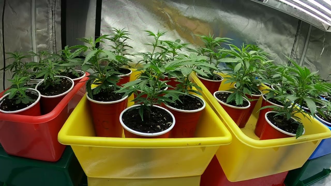 Growing Cannabis Clones