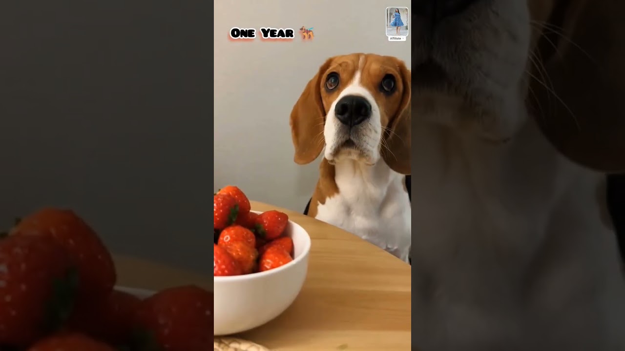 2 Weeks to One Year beagle transformation