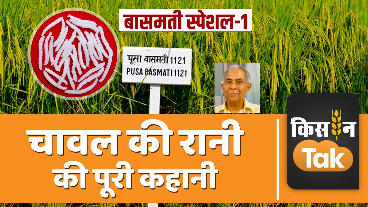 Basmati Special Part-1: Padma Shri Dr. Vijay Pal Singh से जानें बासमती की पूरी कहानी | Kisan Tak