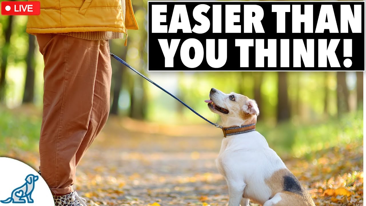 5 Tips To Get More Focus When Training Your Dog Outside