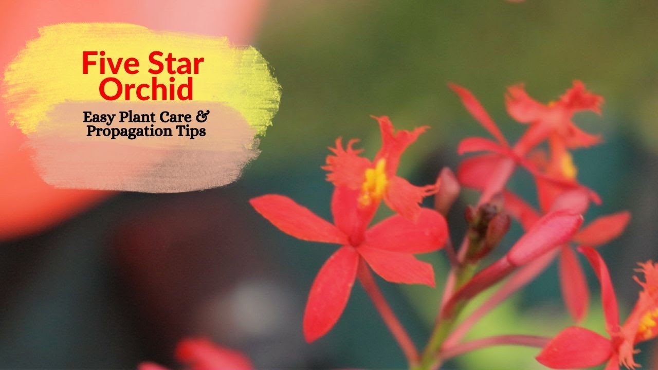 Five Star Orchid - Plant Care & Propagation Tips (Epidendrum Radicans Orchid)