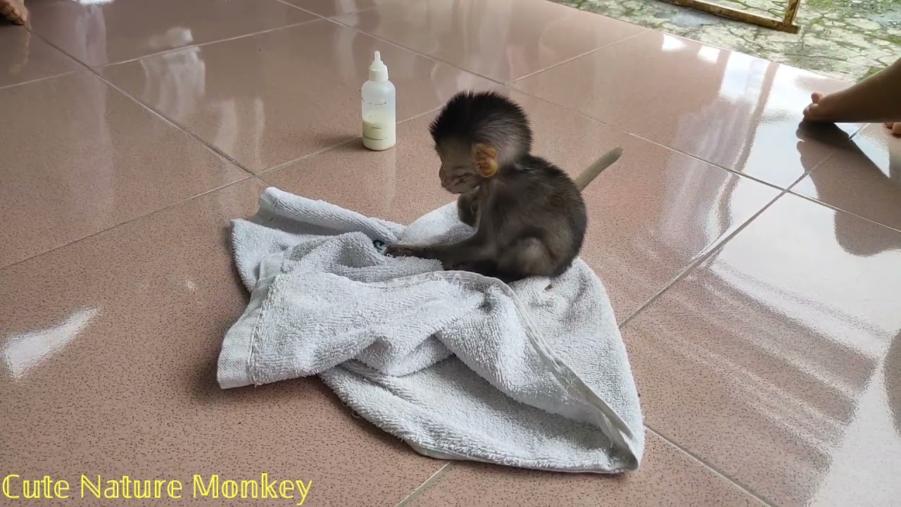 baby monkey emon and cila playing with my little sister, they are very happy