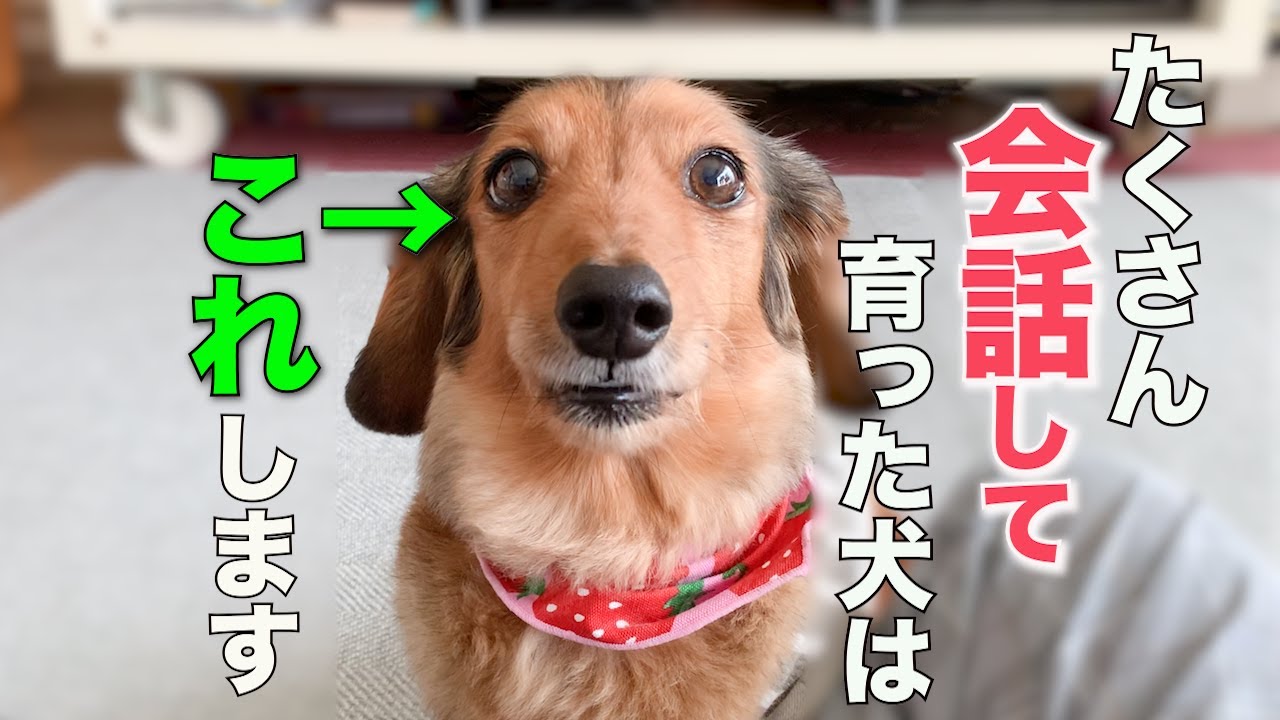 飼い主とたくさん会話してきた犬だけが見せる驚きの仕草7選