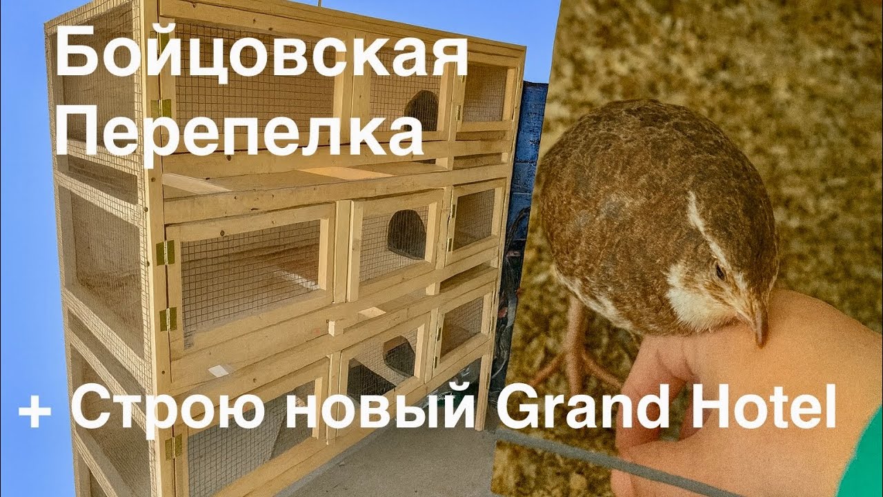 Бойцовская перепёлка против моей руки + стройка нового Гранд-Отеля!🏨