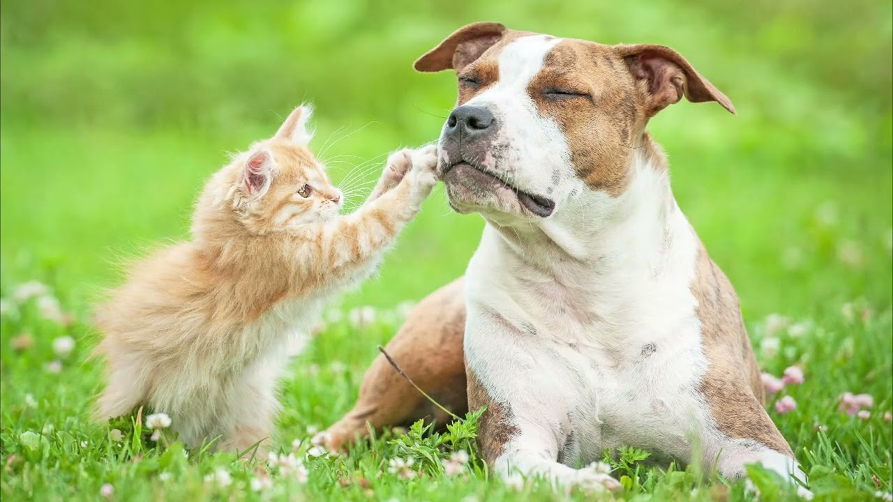 cute moments of dog