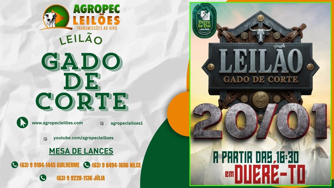 agropecleiloes.com - LEILÃO GADO DE CORTE | BERRO DO BOI LEILÕES - DUERÉ -TO 20/01/2026