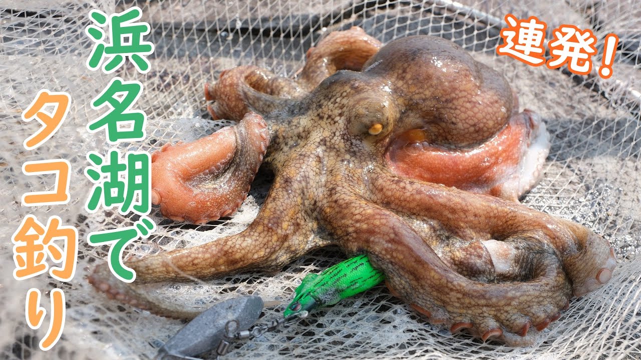 【浜名湖】タコが釣れまくる堤防【新居海釣り公園】