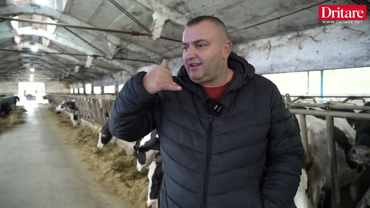Fermeri në Vilë Bashtovë: Unë kisha qumësht me aflatoksinë, 8 milionë lekë dëm