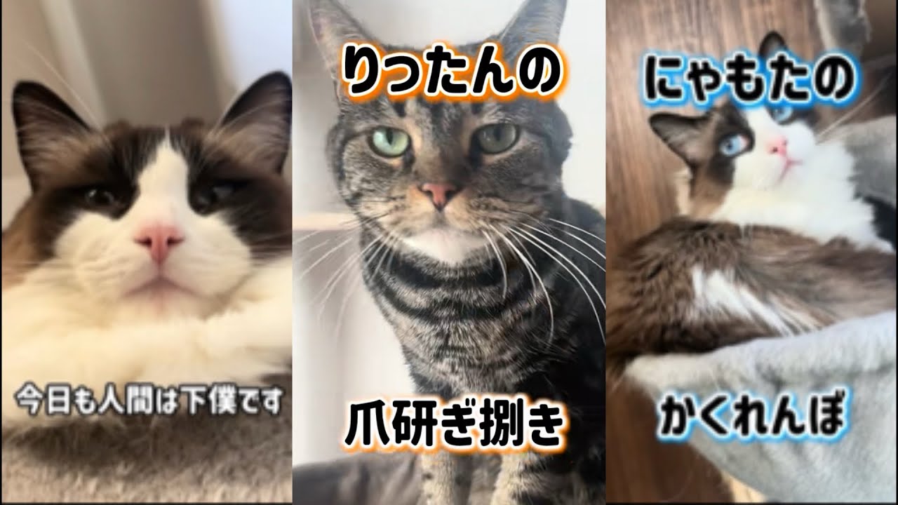 猫のいる暮らし|見逃した人へ。猫ショート総集編🐾癒しだけ詰め込みました