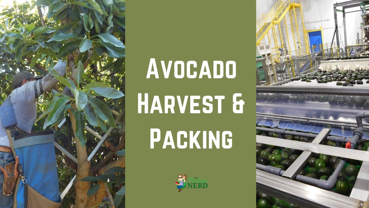 How Avocados Are Harvested & Packed in California