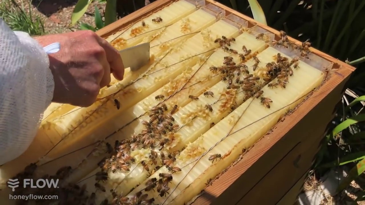 Inspecting Flow Frames - Flow Hive 🍯🐝 [LIVE]