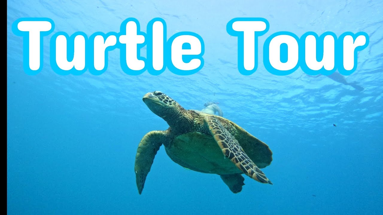 Rarotonga Turtle Tour with Go Local