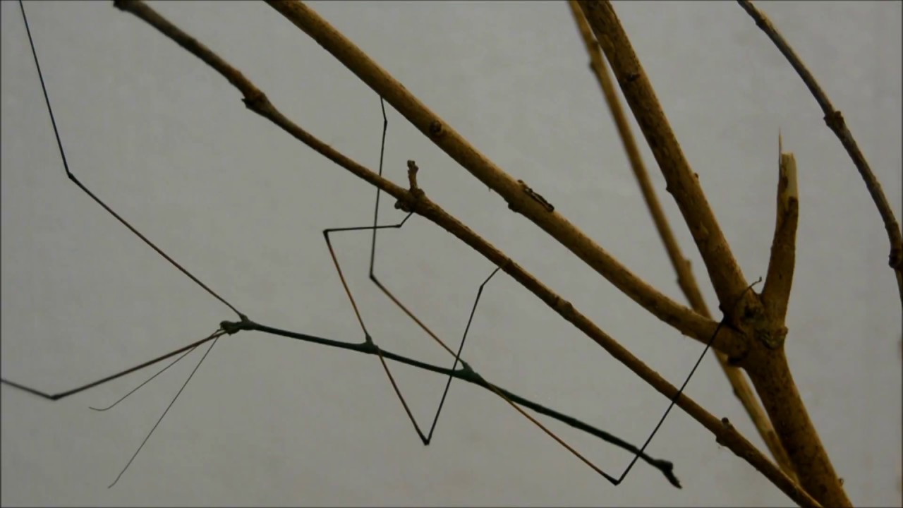Haltungstipps für Ramulus nematodes blue/Blaue Thaistabheuschrecke.