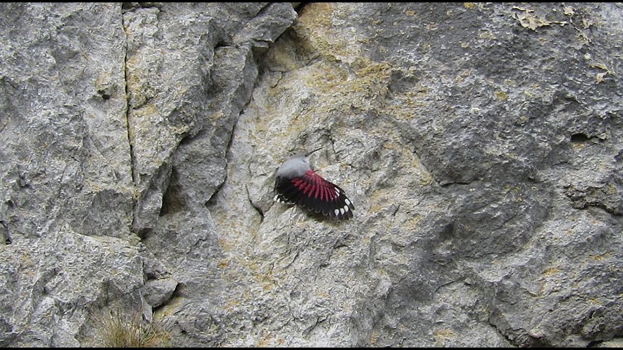 Wallcreeper - Tichodroma muraria - Tichodrome - Rotskruiper / Dinant - Belgium / 17-12-2019