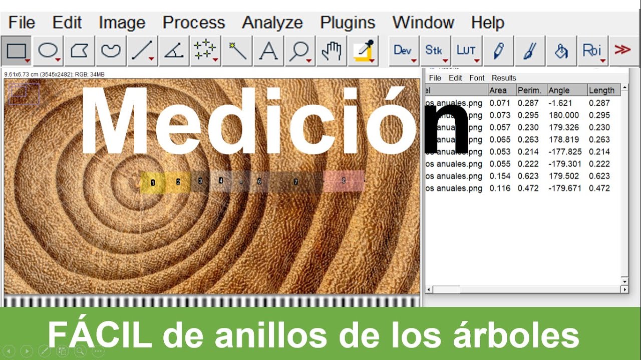 Medición de anillos de los árboles | Longitudes | Área de Hojas | ImageJ
