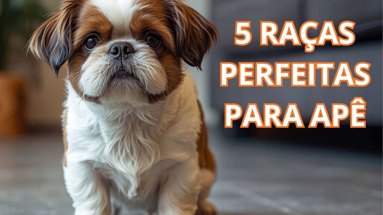 As 5 Melhores Raças de Cachorro Para Quem Mora em Apartamento