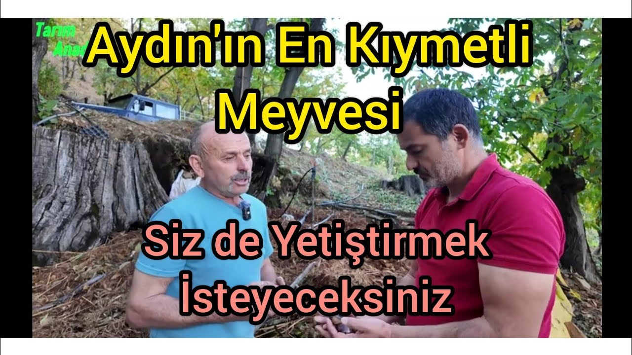 Kestane &Uuml;retiminde Başarı Rehberi