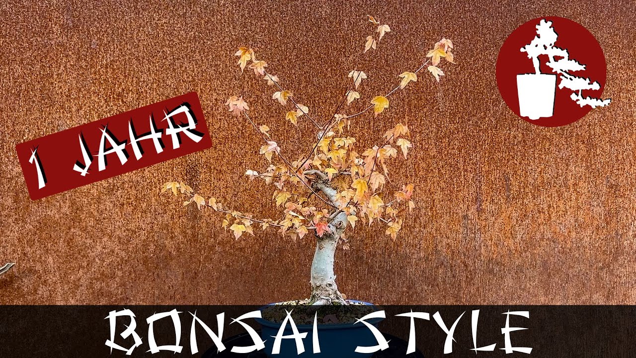 Ein Jahr mit meinem Ahorn | #076 Bonsai Style