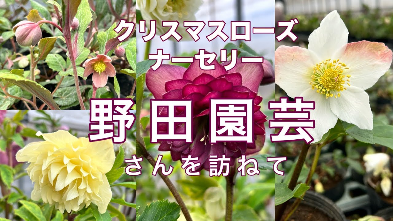 【クリスマスローズ】のナーセリー野田園芸さんのオープンハウスを訪ねました