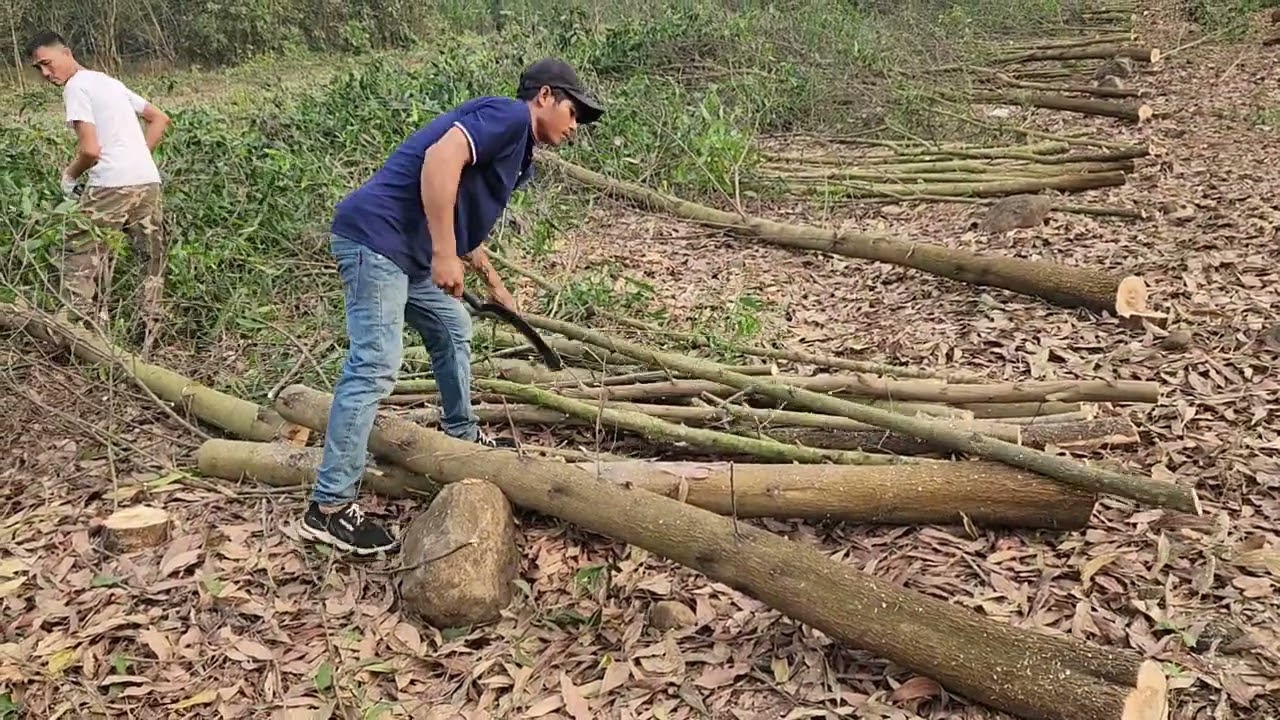 CƯA LÔ TRÀM 1,3 HACTA GẦN BÀO TRE - TRÀ TÂN - ĐỒNG P CUỐI#