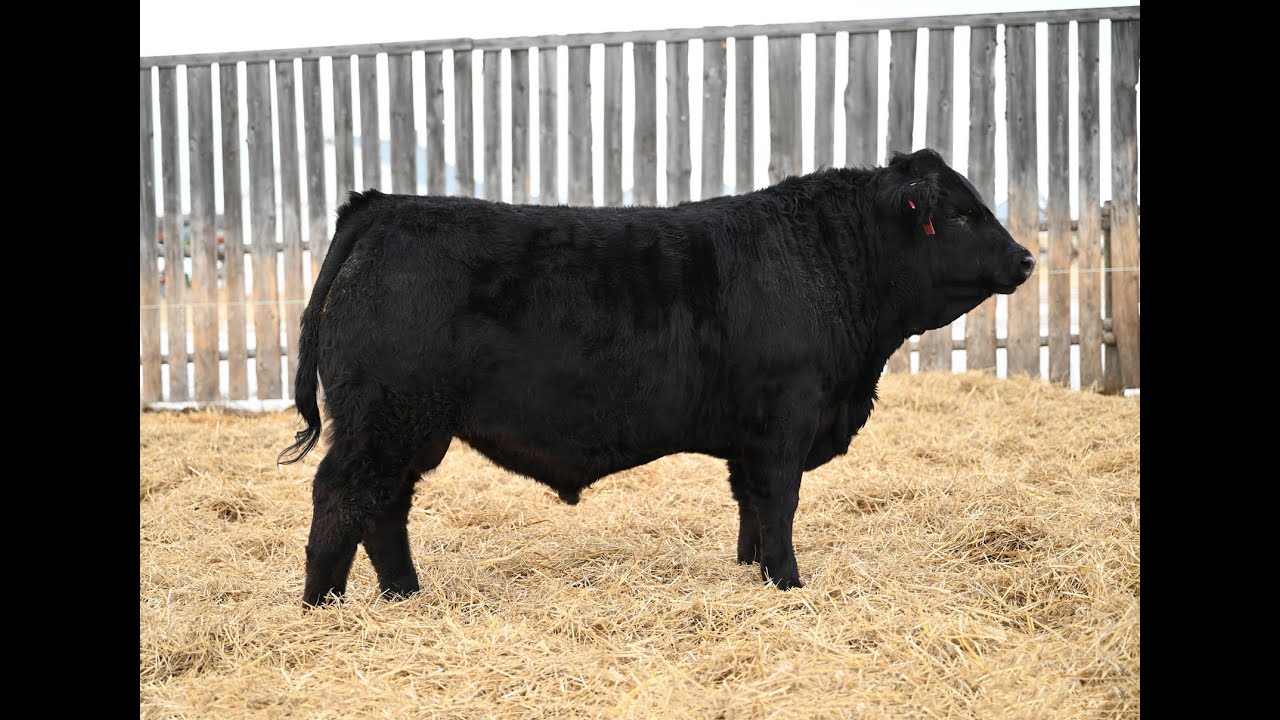 Davidson Gelbvieh Bull Lot DVE 148N sells Friday, March 6 2026