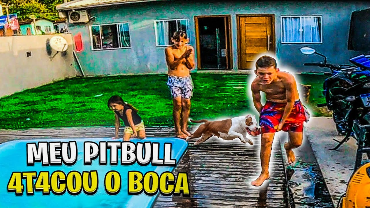 MEU PITBULL AT4C0U O B0CA DE TRA1RA