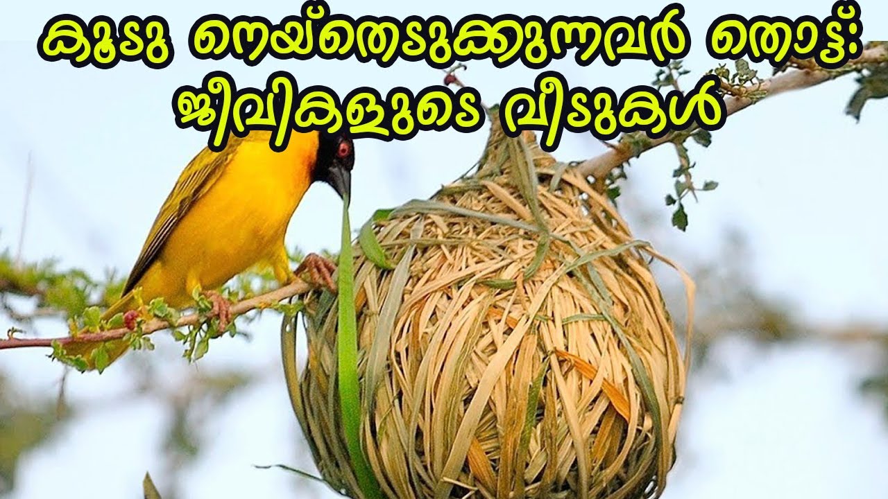 കൂടു നെയ്തെടുക്കുന്നവർ തൊട്ട്:  ജീവികളുടെ വീടുകൾ