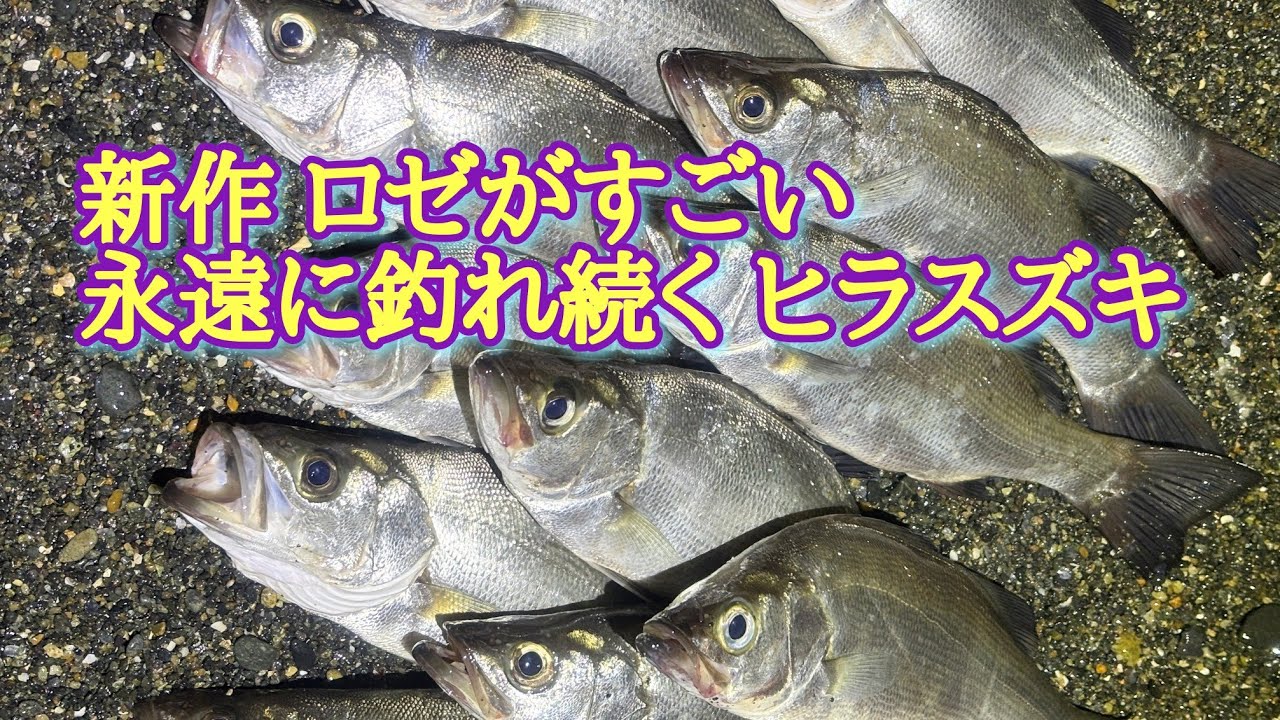 福岡の遠浅ごろた浜でヒラスズキが永遠と釣れ続く新作ルアー