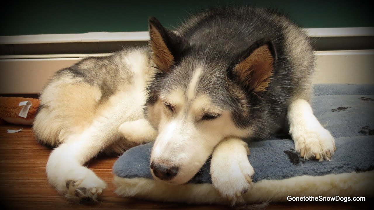 Shiloh - This was her Last video I Love you Shiloh